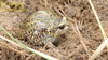 Kaloula borealis (Barbour, 1908) 맹꽁이 Manchurian Narrowmouth Toad