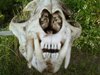 skull