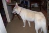 German shepard wolf