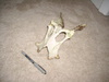 can you identify this skull or bone?