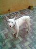 i want to post my dog image