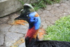 Cassowary