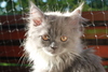 Persian Kitten