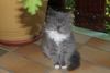 Persian Kitten
