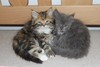 Persian Kitten