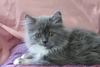 Persian Kitten
