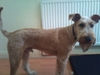 Seamus 9 mths