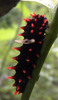 Painted grasshopper (Poekilocerus pictus)