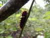 Caterpillar