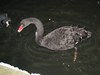 Black Swan