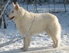 Tippi