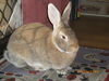 Rabbit