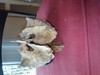 Found in Montauk...monster?