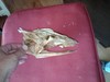 Found in Montauk...monster?