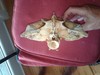 Found in Montauk...monster?