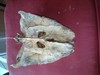 Found in Montauk...monster?