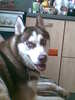 Siberian Husky