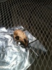 what kind of skull is this