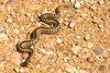 European adder (Vipera berus)