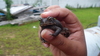 Toad