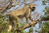 Vervet Monkey