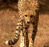 Cheetah