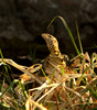 Water Monitor -- Asian water monitor (Varanus salvator)