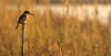 Brown-hooded Kingfisher