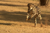 King Cheetah