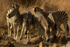 Burchell's Zebra