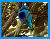 Cotinga ridgwayi