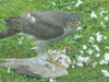 Sparrowhawk -- Eurasian Sparrowhawk (Accipiter nisus)