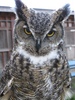 Great Horned Owl (Bubo virginianus)