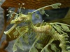 Leafy Sea Dragon (Phycodurus eques)