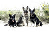 Shiloh Shepherd girls at the river.