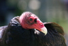 Toulouse, the Turkey Vulture (Cathartes aura)