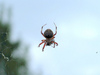 What kind of a spider is this?