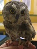 A northern saw-whet owl (Aegolius acadicus)