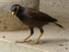 Myna