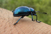 Beetle