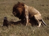 LionsMating