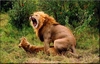 LionsMating