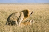LionsMating