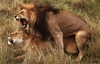 LionsMating