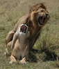 LionsMating