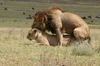 LionsMating