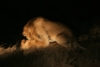 LionsMating