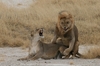 LionsMating