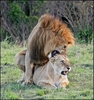 LionsMating