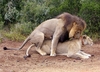 LionsMating